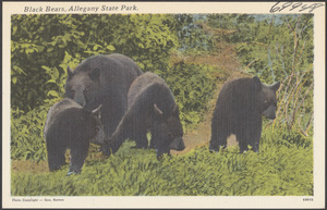 Black bears, Allegany State Park