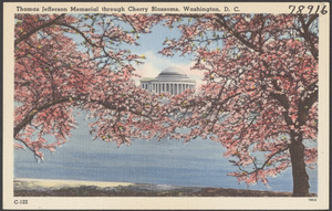 Thomas Jefferson Memorial through cherry blossoms, Washington, D. C.