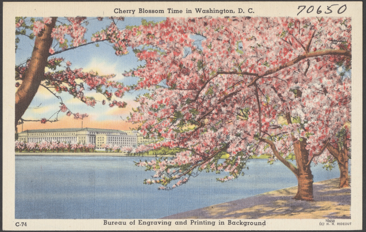 Cherry blossom time in Washington, D. C. Bureau of Engraving and Printing in background