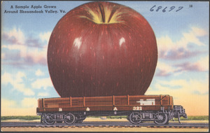 A sample apple grown around Shenandoah Valley, Va.
