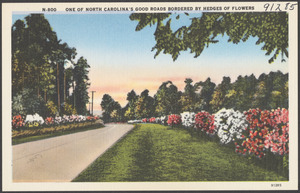 One of North Carolina's good roads bordered by hedges of flowers