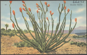 Ocotillo cactus