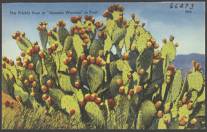 The prickly pear or "Opuntia Wootoni" in fruit