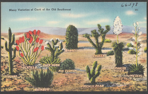 Many varieties of cacti of the old Southwest