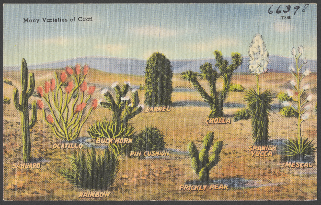 Many varieties of cacti Digital Commonwealth