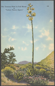 The century plant in full bloom or "Yellow Flower Agave"