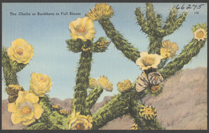 The cholla or buckhorn in full bloom
