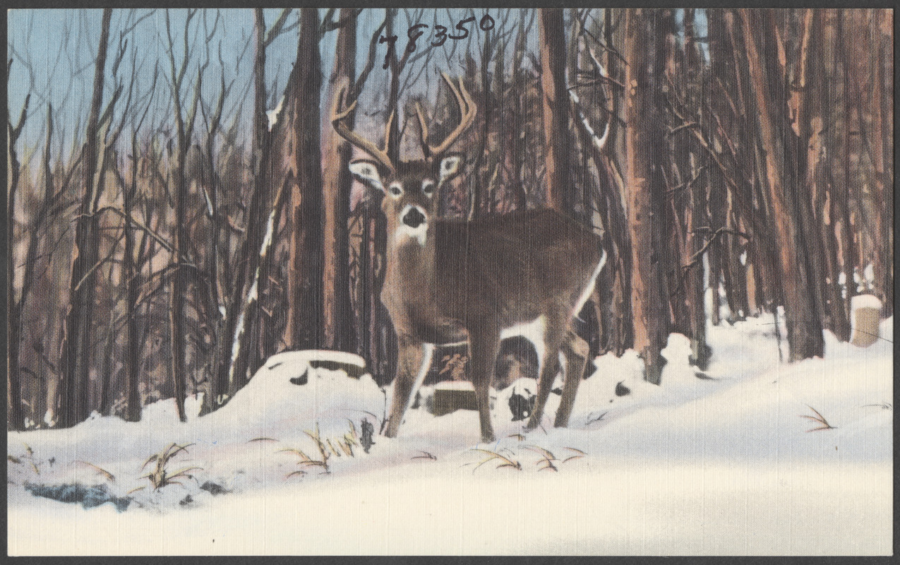 Deer in snow