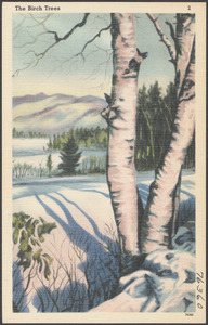 The birch trees