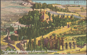 The Garden of Gethsemane at Jerusalem, Palestine