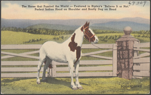The horse that puzzle the world - featured in Ripley's "Believe It or Not." Perfect Indian head on shoulder and Scotty dog on head. Pocahontas
