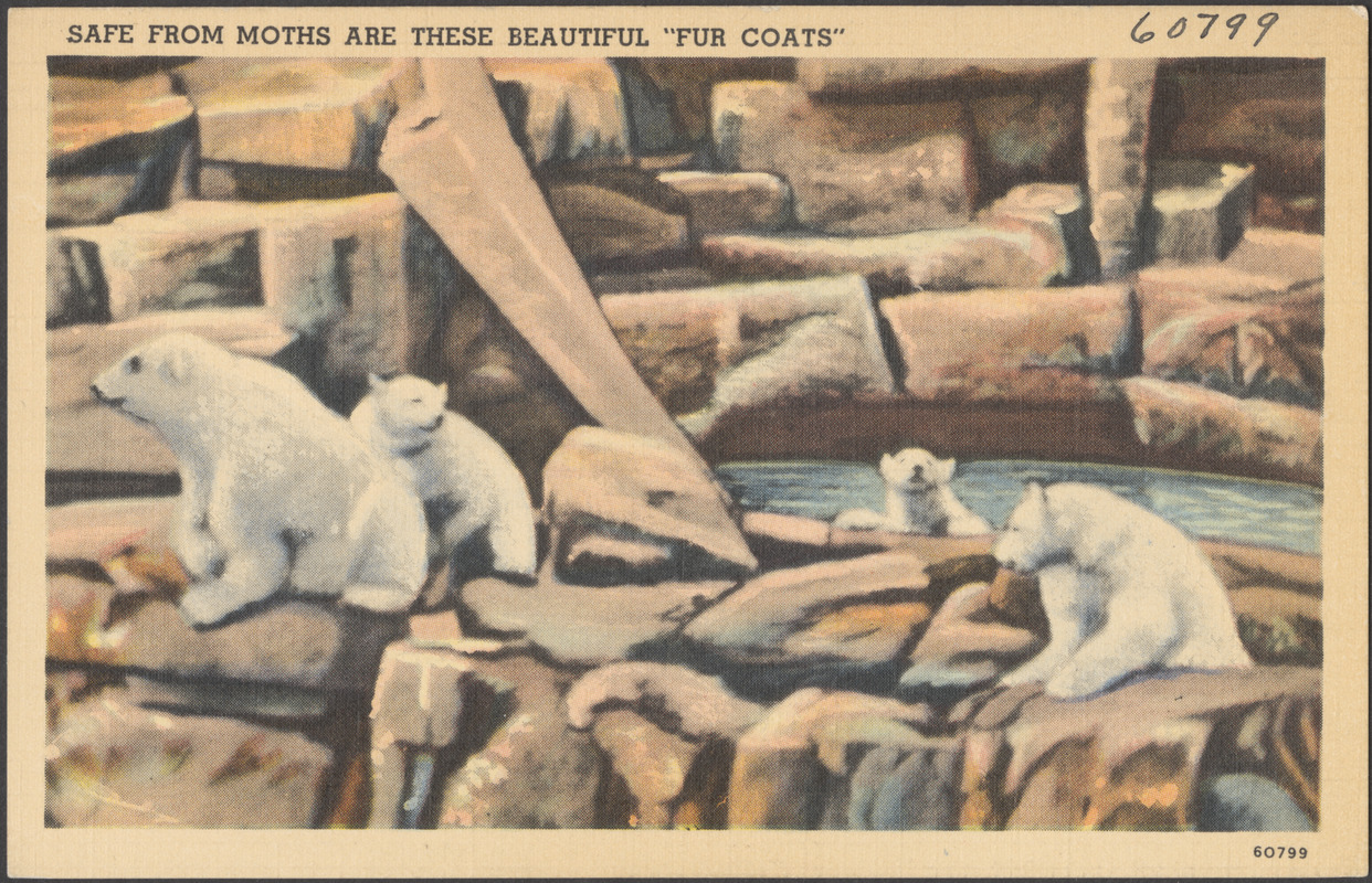 Safe from moths are these beautiful "fur coats" Digital Commonwealth