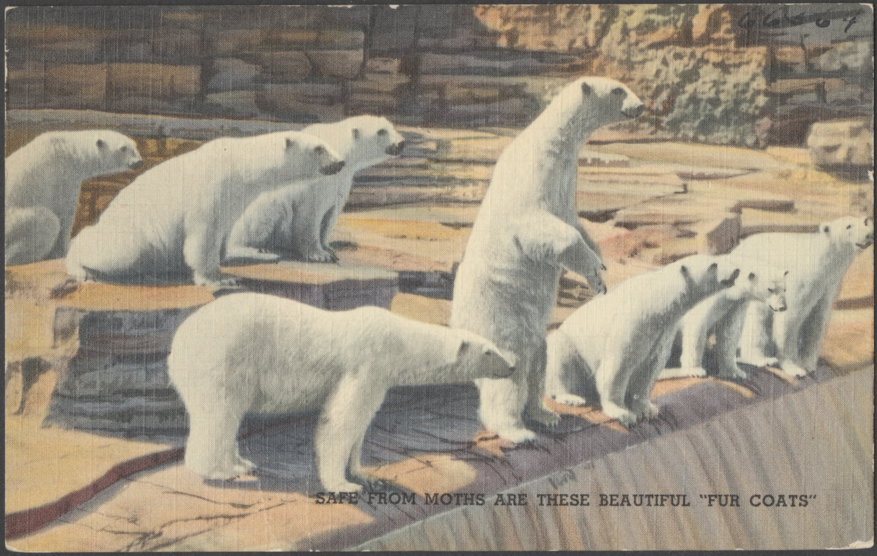 Safe from moths are these beautiful "fur coats" Digital Commonwealth