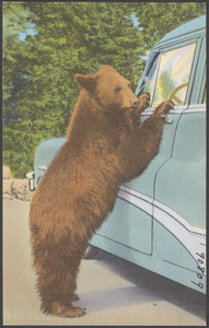 Holdup bear in Yellowstone National Park