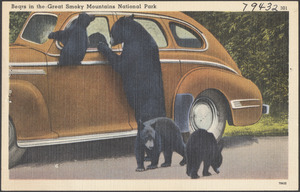 Bears in the Great Smoky Mountains National Park