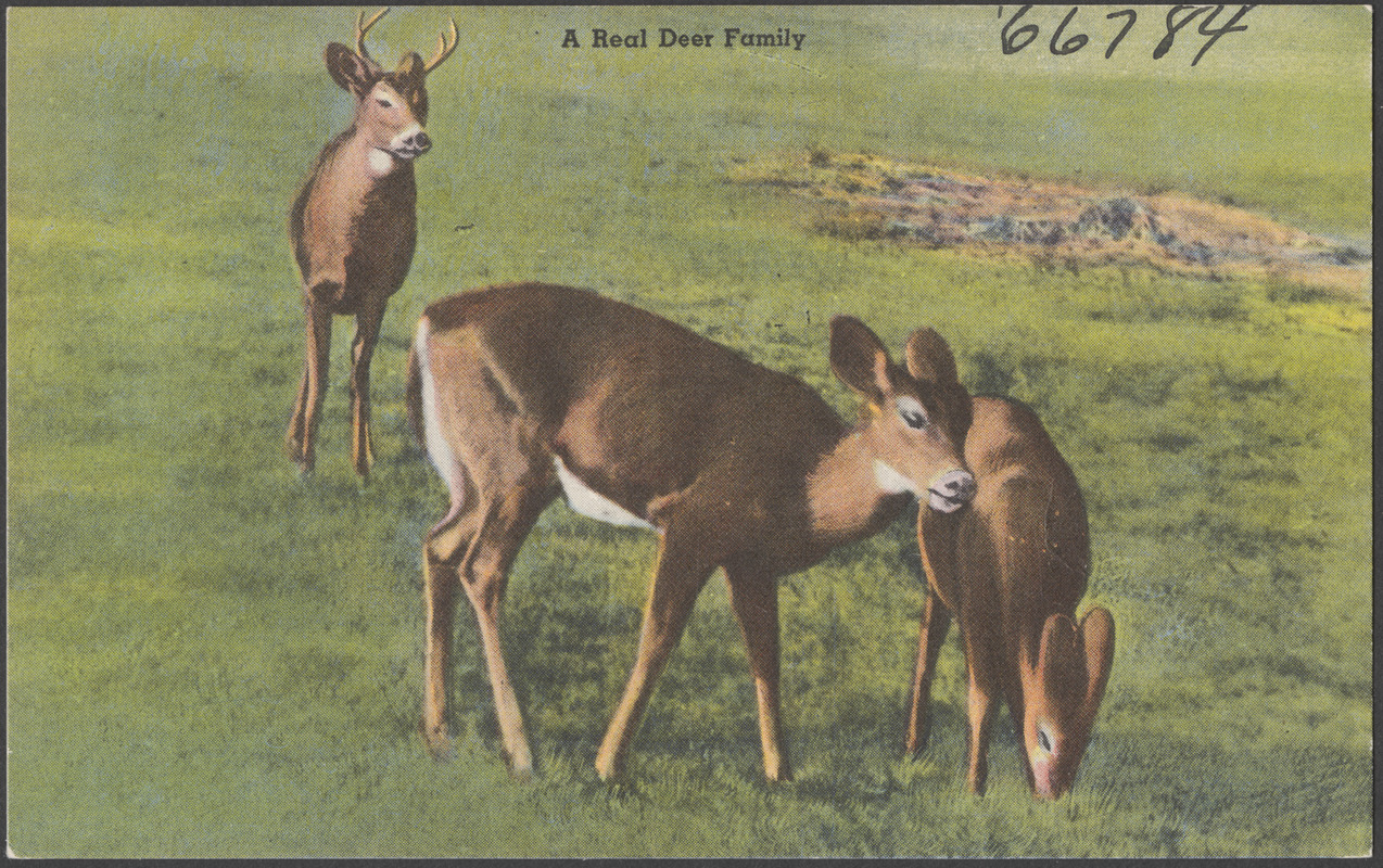 A real deer family