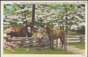 Springtime scene showing dogwood blossoms and horseback riders