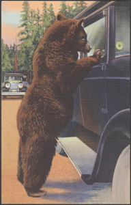 Hold up bear, Yellowstone National Park