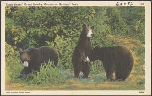 "Black bears" Great Smoky Mountains National Park