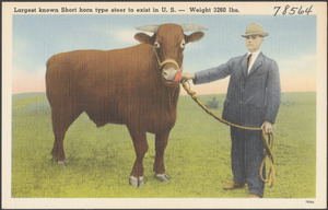 Largest known short horn type steer to exist in U. S. - weight 3260 lbs.