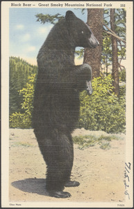 Black bear - Great Smoky Mountains National Park