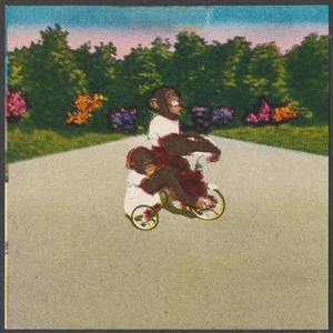 Two chimpanzees riding a tricycle