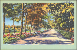Tree and flower-lined road