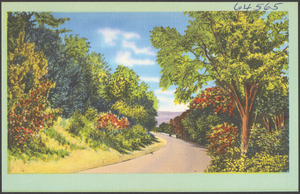 Tree-lined road