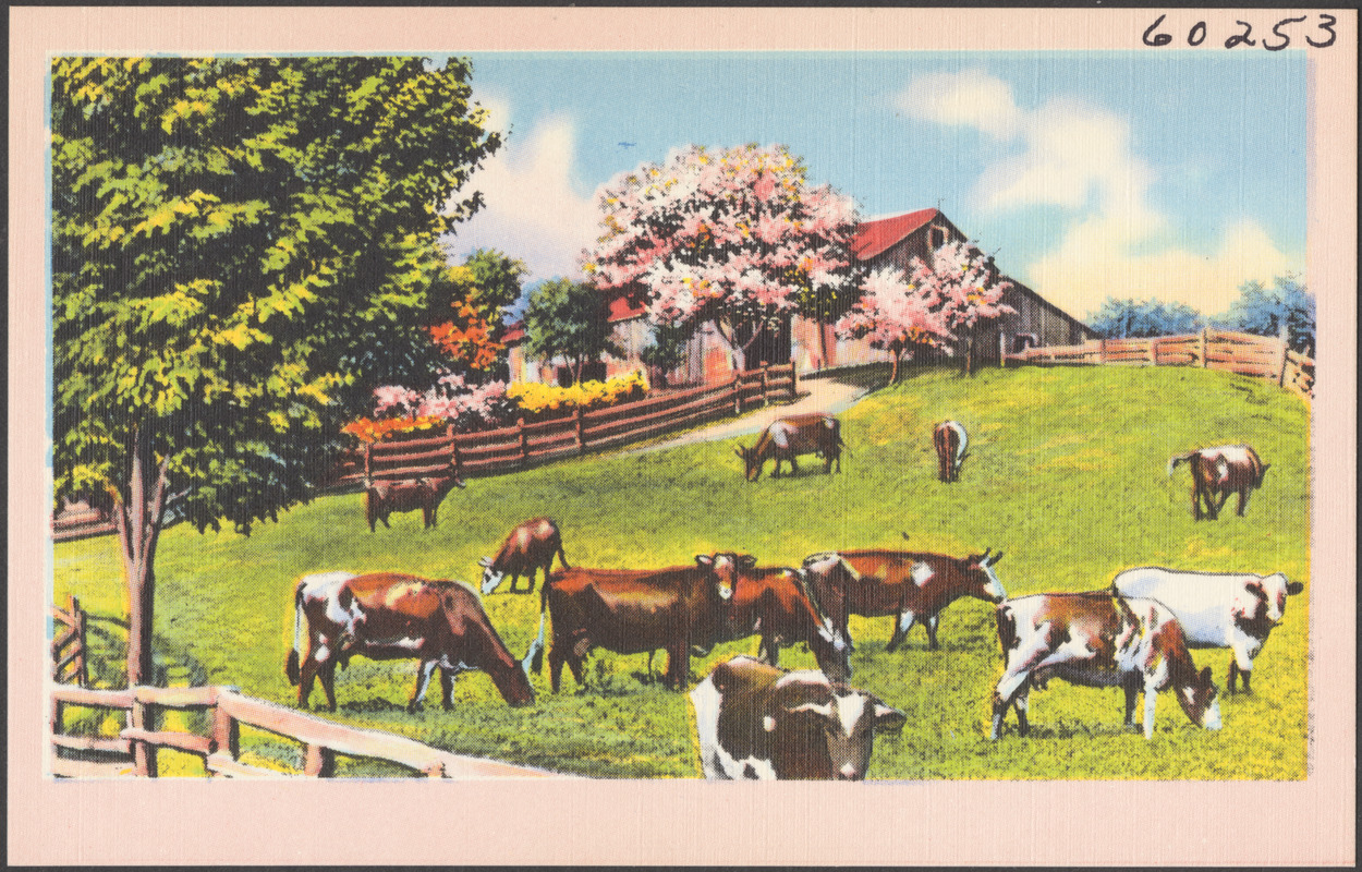 Cows grazing