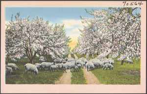 Sheep grazing by flowering cherry trees