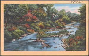 Tree-lined river with rocky shoals