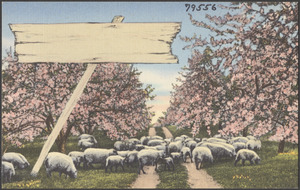 Sheep grazing by flowering cherry trees