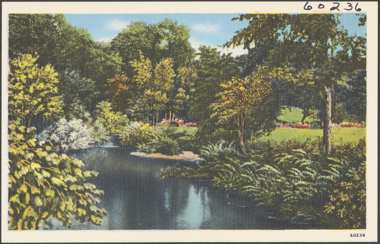 Trees and shrub-lined body of water