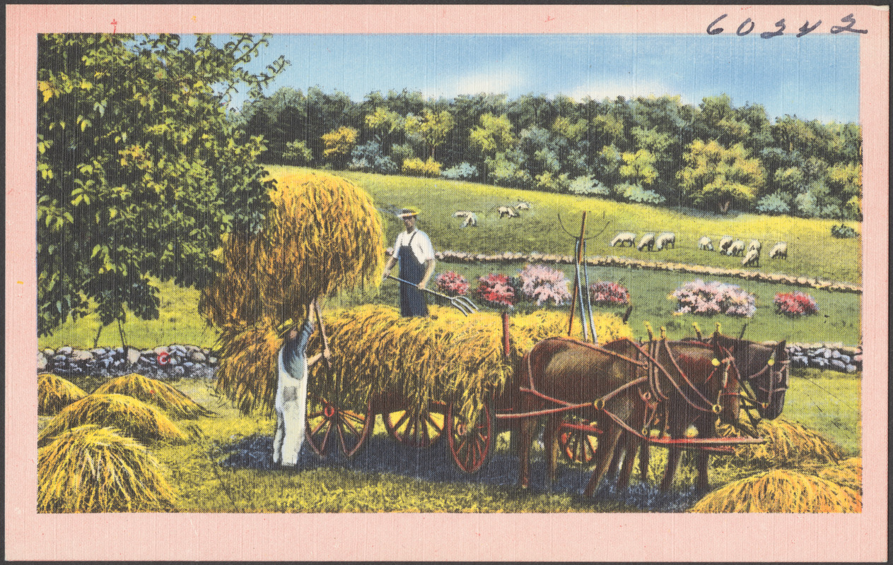 Harvesting hay onto a horse-drawn cart