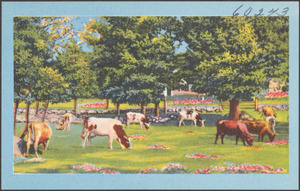 Cows grazing
