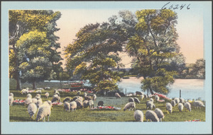 Sheep grazing, trees and body of water in background