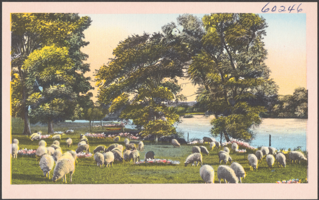 Sheep grazing, trees and body of water in background