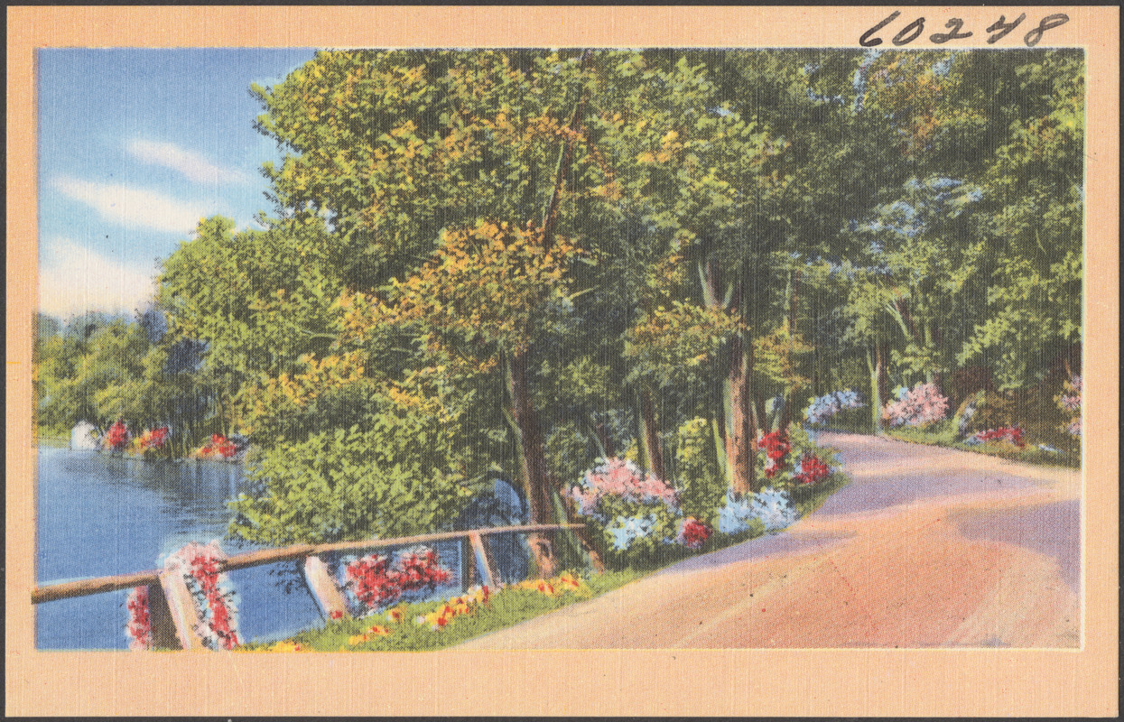 Tree-lined road by a body of water