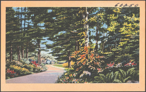 Tree-lined road