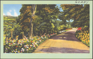 Tree and flower-lined road