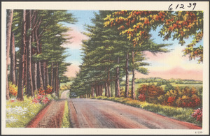 Tree-lined road
