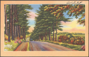 Tree-lined road