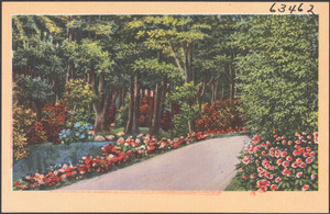 Tree and flower-lined road, body of water to the left
