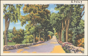 Tree-lined road