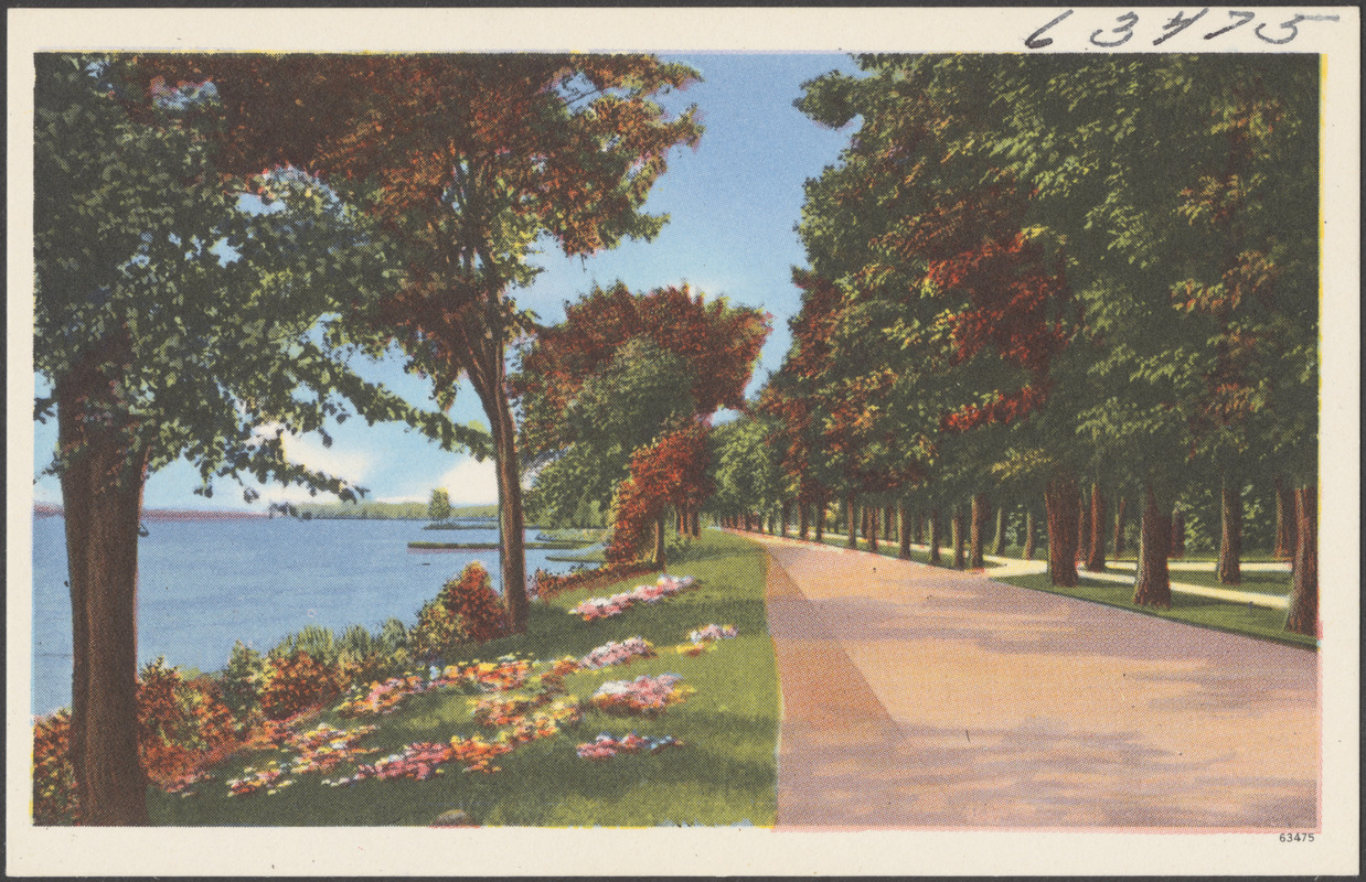 Tree-lined road by a body of water