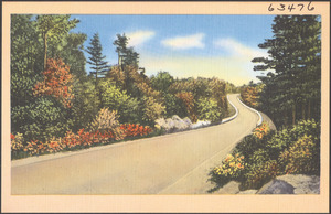 Tree and shrub-lined road