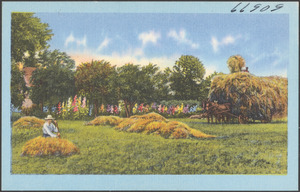 Harvesting hay onto a horse-drawn cart