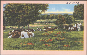 Cows in a field