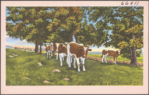 Cows with trees in background