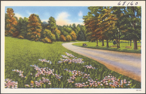 Tree-lined road